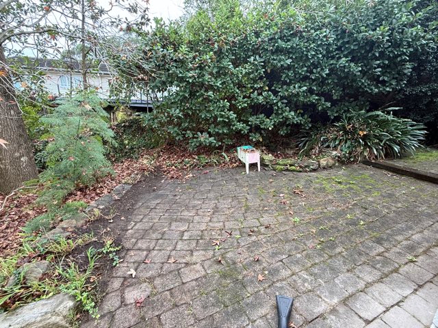 Overgrown paved courtyard before clearing